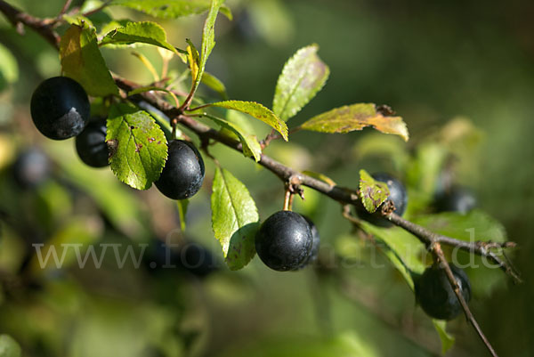 Schlehe (Prunus spinosa)