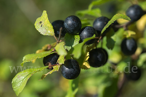 Schlehe (Prunus spinosa)