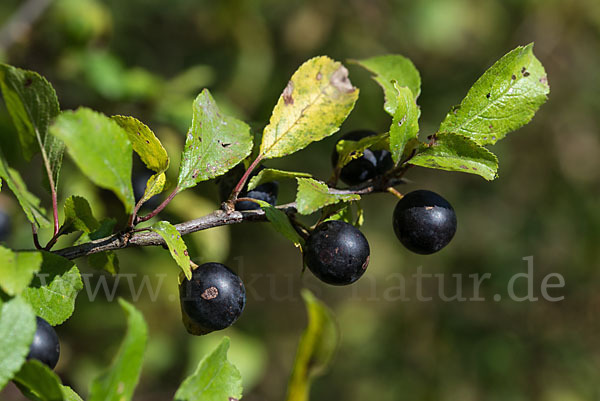 Schlehe (Prunus spinosa)