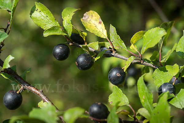 Schlehe (Prunus spinosa)