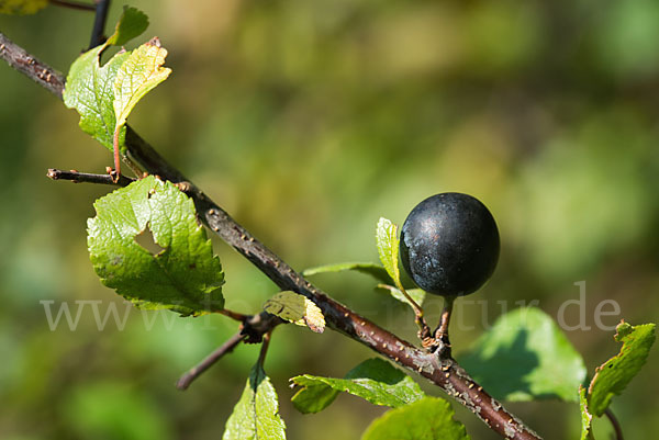 Schlehe (Prunus spinosa)