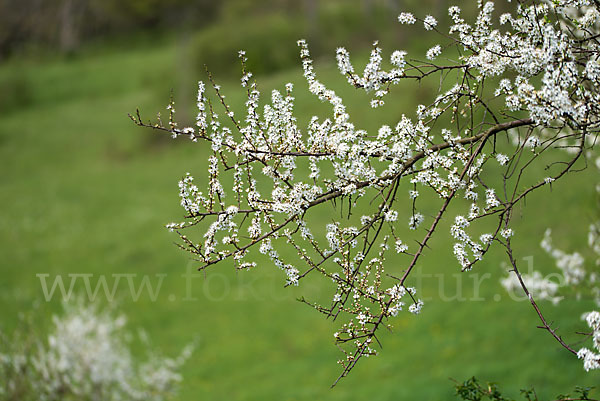 Schlehe (Prunus spinosa)