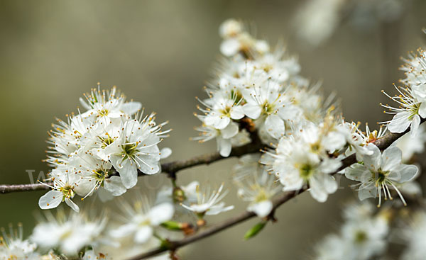 Schlehe (Prunus spinosa)