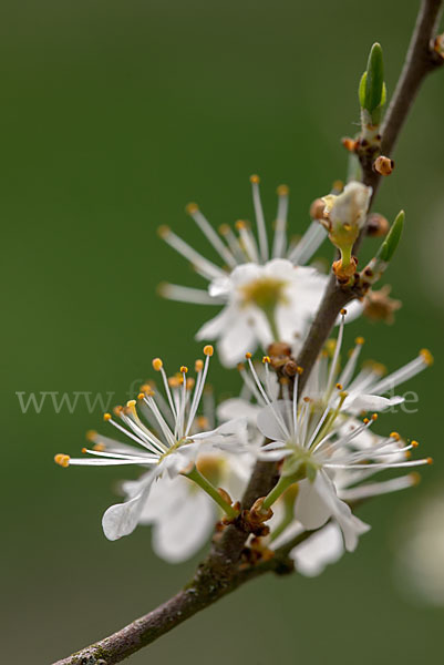 Schlehe (Prunus spinosa)