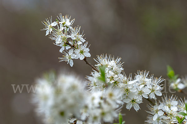 Schlehe (Prunus spinosa)