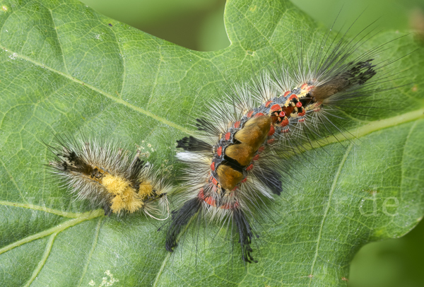 Schlehen-Bürstenspinner (Orgyia antiqua)