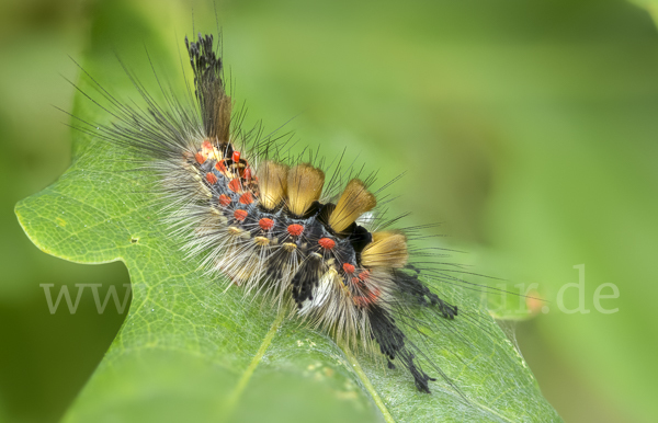 Schlehen-Bürstenspinner (Orgyia antiqua)