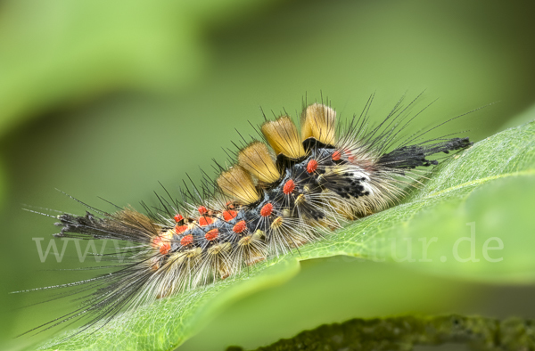 Schlehen-Bürstenspinner (Orgyia antiqua)