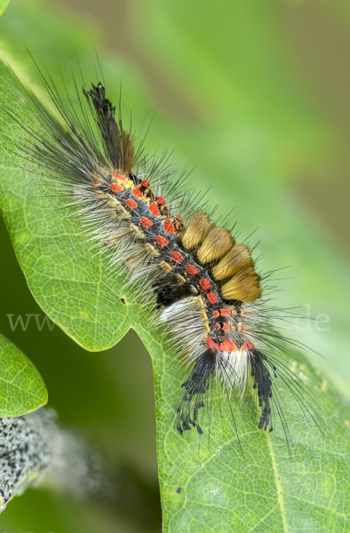 Schlehen-Bürstenspinner (Orgyia antiqua)