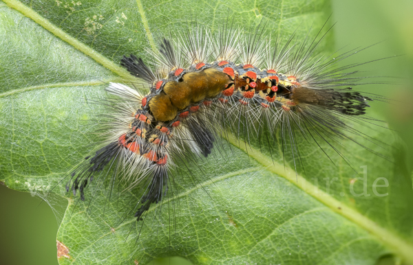 Schlehen-Bürstenspinner (Orgyia antiqua)