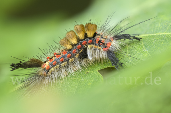 Schlehen-Bürstenspinner (Orgyia antiqua)