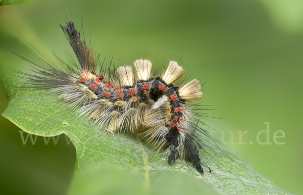 Schlehen-Bürstenspinner (Orgyia antiqua)