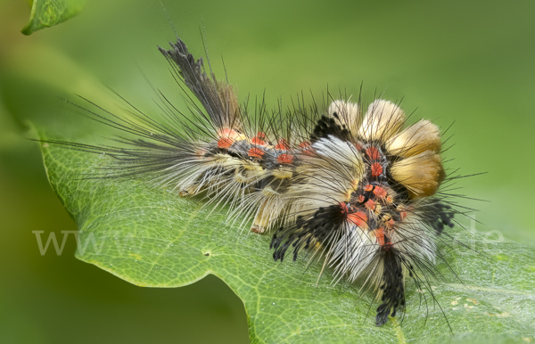 Schlehen-Bürstenspinner (Orgyia antiqua)