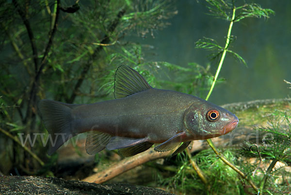 Schleie (Tinca tinca)