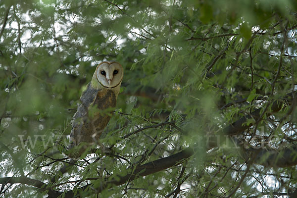 Schleiereule (Tyto alba)