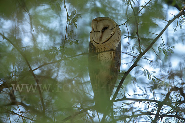 Schleiereule (Tyto alba)