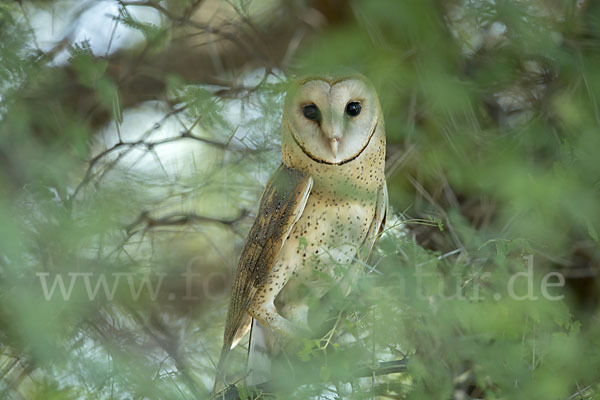 Schleiereule (Tyto alba)