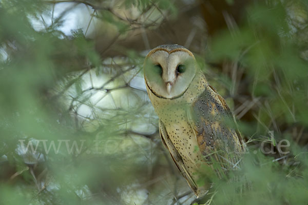 Schleiereule (Tyto alba)