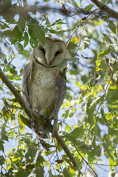 Schleiereule (Tyto alba)