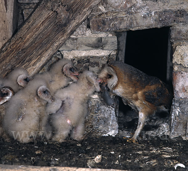 Schleiereule (Tyto alba)