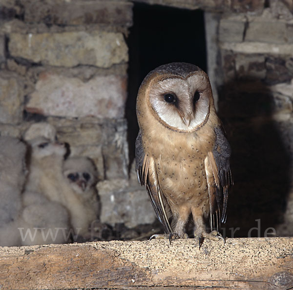 Schleiereule (Tyto alba)