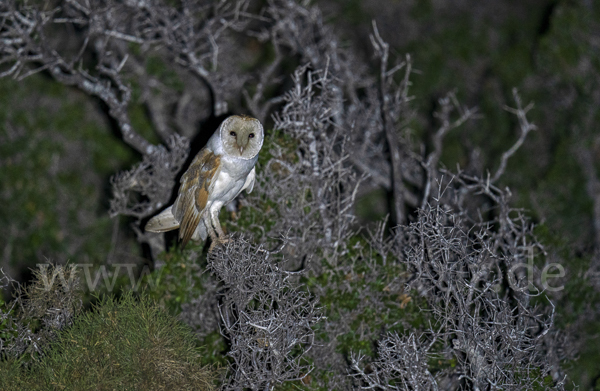 Schleiereule (Tyto alba)