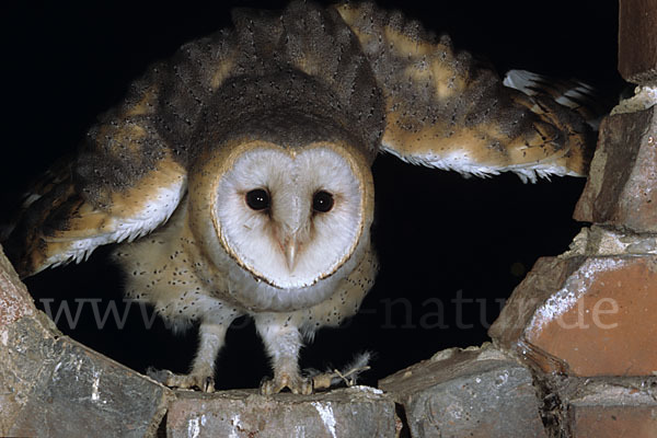 Schleiereule (Tyto alba)