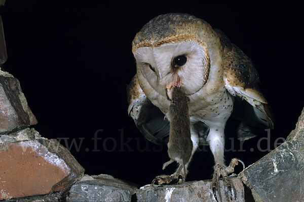 Schleiereule (Tyto alba)