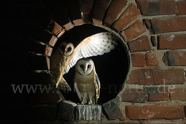 Schleiereule (Tyto alba)