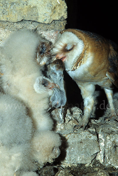 Schleiereule (Tyto alba)