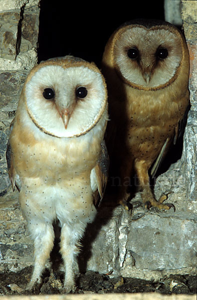 Schleiereule (Tyto alba)