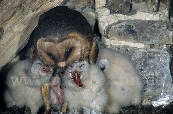 Schleiereule (Tyto alba)