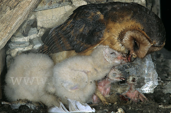 Schleiereule (Tyto alba)