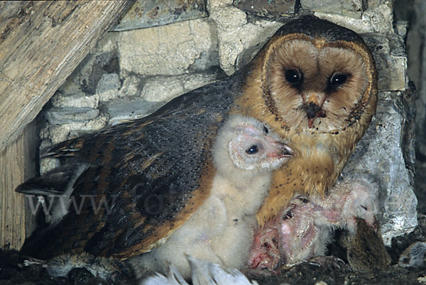 Schleiereule (Tyto alba)