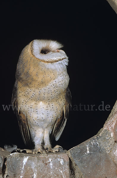 Schleiereule (Tyto alba)