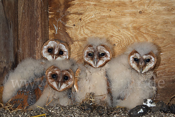 Schleiereule (Tyto alba)