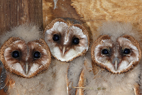 Schleiereule (Tyto alba)