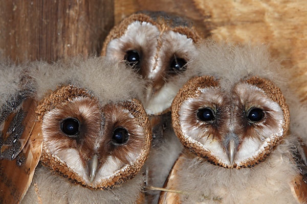 Schleiereule (Tyto alba)