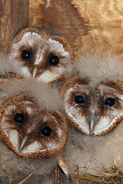 Schleiereule (Tyto alba)