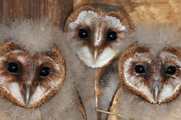 Schleiereule (Tyto alba)