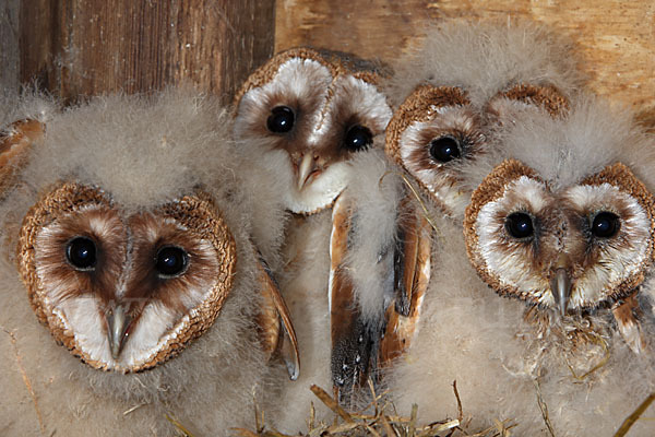 Schleiereule (Tyto alba)