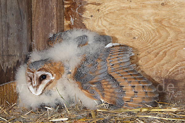 Schleiereule (Tyto alba)