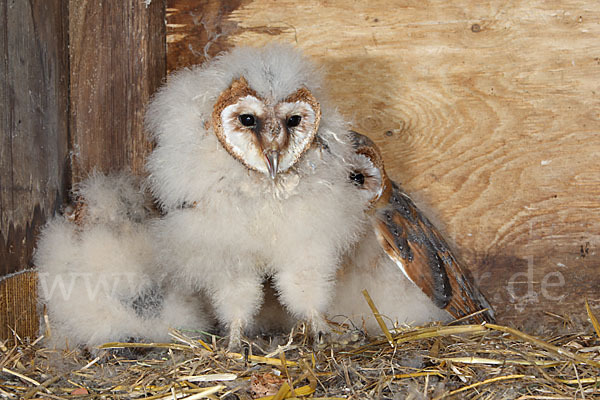 Schleiereule (Tyto alba)