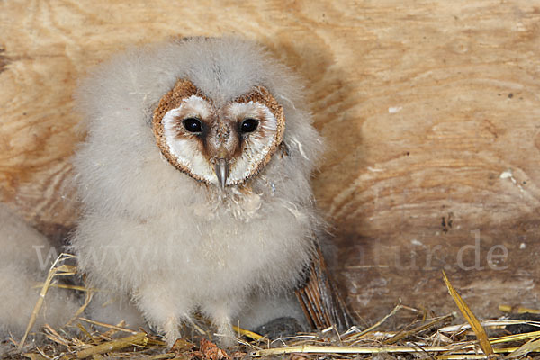 Schleiereule (Tyto alba)