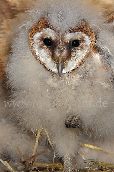 Schleiereule (Tyto alba)