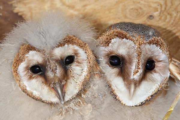 Schleiereule (Tyto alba)