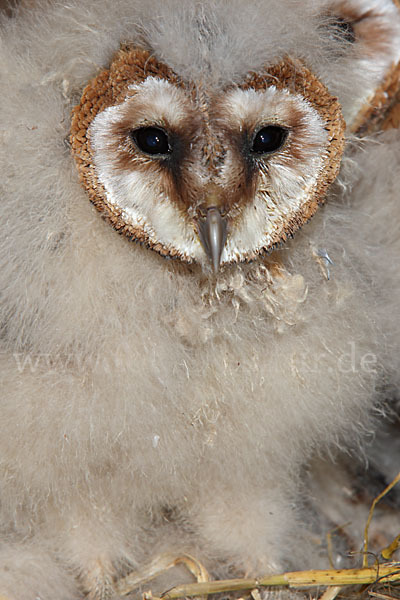 Schleiereule (Tyto alba)