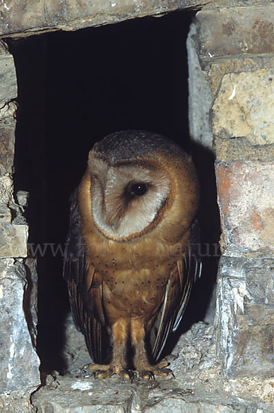 Schleiereule (Tyto alba)