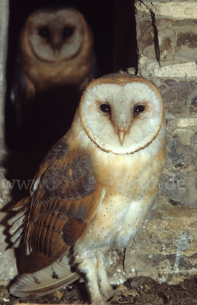 Schleiereule (Tyto alba)