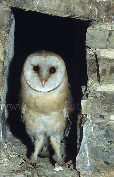 Schleiereule (Tyto alba)